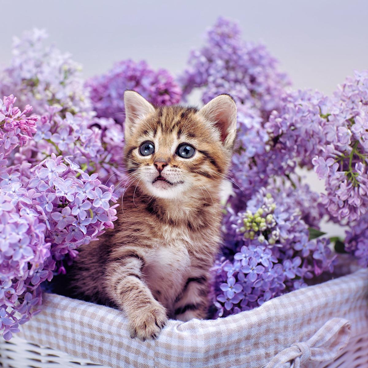 Friendly Feline 100-Piece Puzzle CH8640